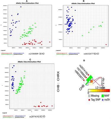 Association and functional analysis of angiotensin-converting enzyme 2 genetic variants with the pathogenesis of pre-eclampsia